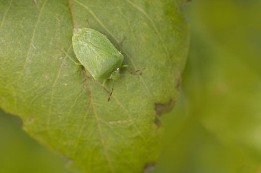 Pentatomidae yeşil pis kokulu böcek Nezara viridula bir yaprak üzerinde
