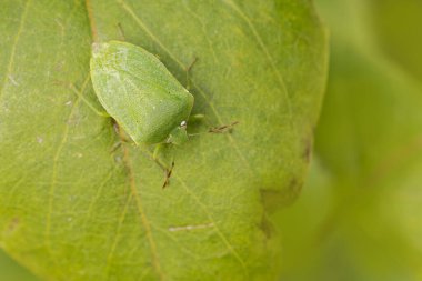 Pentatomidae yeşil pis kokulu böcek Nezara viridula bir yaprak üzerinde