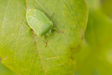 Pentatomidae yeşil pis kokulu böcek Nezara viridula bir yaprak üzerinde