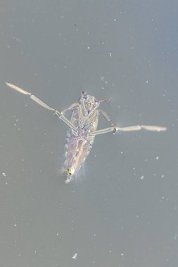 Bir yüzücü Küçük bir gölde bir glauca