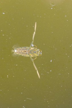 Bir yüzücü Küçük bir gölde bir glauca