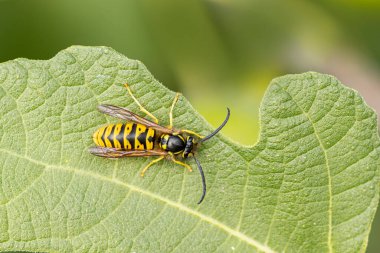 Bir yaprak ya da meyvenin üzerinde oturan sıradan bir eşek arısı Vespula germanica