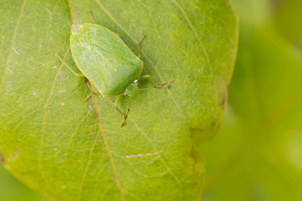 Pentatomidae Green stink bug Nezara viridula on a leaf