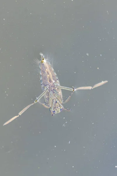 stock image Backswimmer Notonecta glauca in a small pond