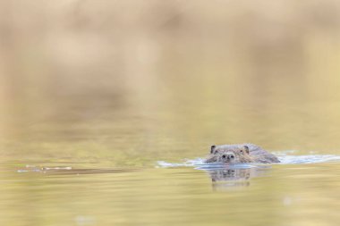 Nutria Coypu, Myocastor coypus gölünde yüzüyor.