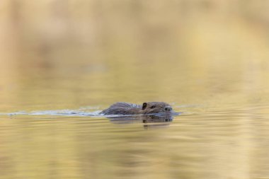 Nutria Coypu, Myocastor coypus gölünde yüzüyor.