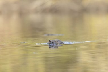 Nutria Coypu, Myocastor coypus gölünde yüzüyor.