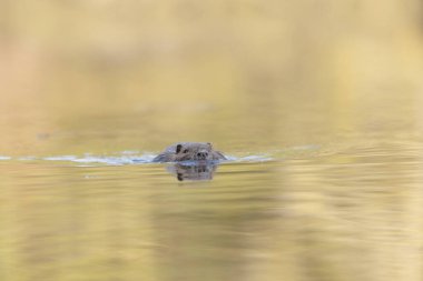 Nutria Coypu, Myocastor coypus gölünde yüzüyor.