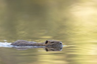 Nutria Coypu, Myocastor coypus gölünde yüzüyor.