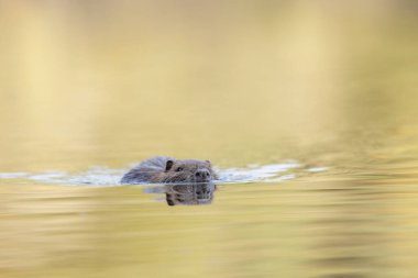 Nutria Coypu, Myocastor coypus gölünde yüzüyor.