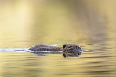 Nutria Coypu, Myocastor coypus gölünde yüzüyor.