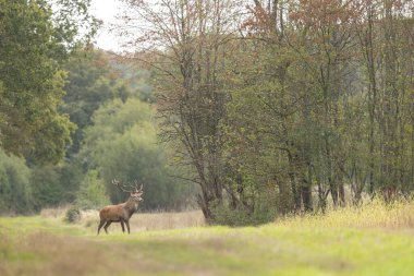 Avrupa ormanlarında geyik Cervus elaphus