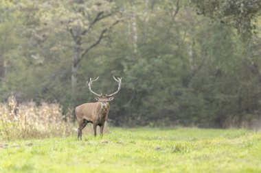 Avrupa ormanlarında geyik Cervus elaphus