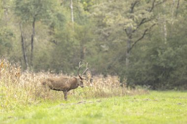 Avrupa ormanlarında geyik Cervus elaphus