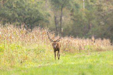 Avrupa ormanlarında geyik Cervus elaphus