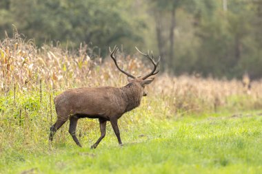 Avrupa ormanlarında geyik Cervus elaphus