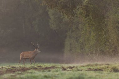 Avrupa ormanlarında geyik Cervus elaphus