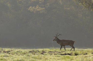 Avrupa ormanlarında geyik Cervus elaphus