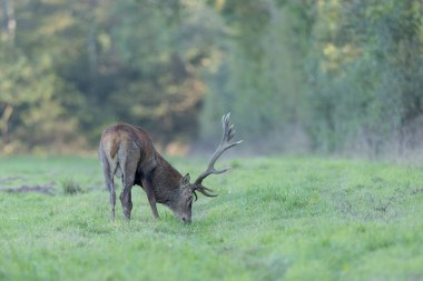 Avrupa ormanlarında geyik Cervus elaphus