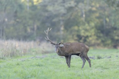 Avrupa ormanlarında geyik Cervus elaphus