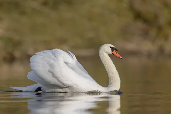 早朝に池から離陸する白鳥のシグナスの色をミュート — ストック写真