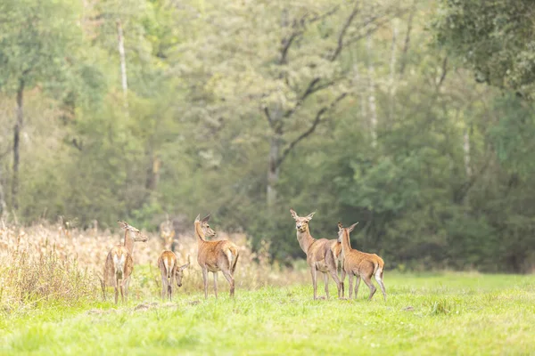 Avrupa ormanlarında geyik Cervus elaphus