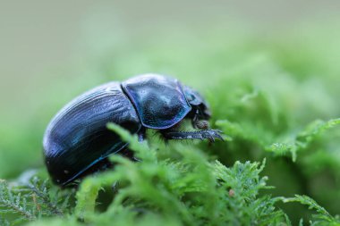 Dünya 'nın sıkıcı mavi Geotrupidae' si Stercorosus 'u yakından parçaladı