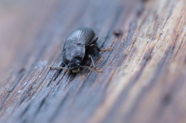 Karanlık böcek Nalassus laevioctostriatus kışın gevşek kabuk altında