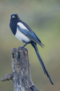 Ölü bir dalda oturan Avrupalı Magpie Pica pica