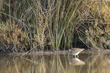 Gallinago Gallinago 'daki yaygın çulluk Camargue' de bir sahil bataklığında yiyecek arıyor.