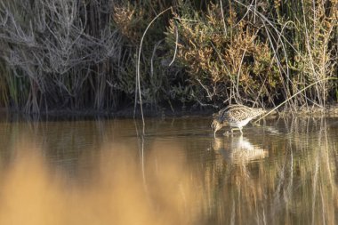 Gallinago Gallinago 'daki yaygın çulluk Camargue' de bir sahil bataklığında yiyecek arıyor.