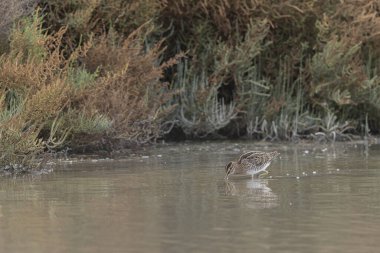 Gallinago Gallinago 'daki yaygın çulluk Camargue' de bir sahil bataklığında yiyecek arıyor.