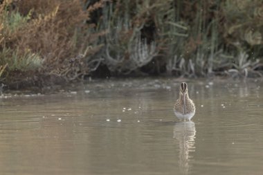 Gallinago Gallinago 'daki yaygın çulluk Camargue' de bir sahil bataklığında yiyecek arıyor.