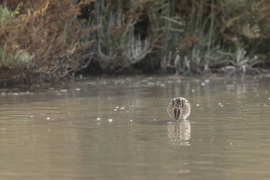 Gallinago Gallinago 'daki yaygın çulluk Camargue' de bir sahil bataklığında yiyecek arıyor.