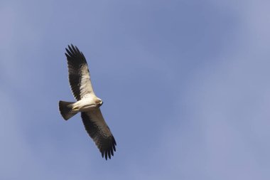 Güney Fransa 'nın gökyüzünde uçan Çizmeli Kartal Hiyeraetus pennatus