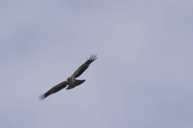 Güney Fransa 'nın gökyüzünde uçan Çizmeli Kartal Hiyeraetus pennatus