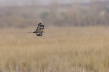 Marsh Harrier Sirki, sazlıklar üzerinde uçuyor.