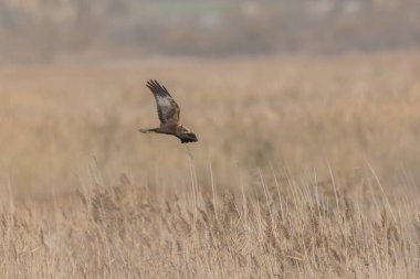 Marsh Harrier Sirki, sazlıklar üzerinde uçuyor.