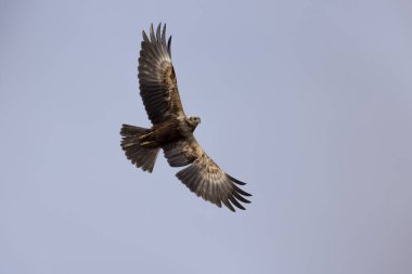 Marsh Harrier Sirki, sazlıklar üzerinde uçuyor.