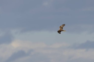 Marsh Harrier Sirki, sazlıklar üzerinde uçuyor.