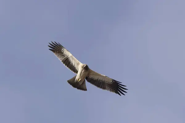 stock image Booted Eagle Hieraaetus pennatus flying in the sky of Southern France