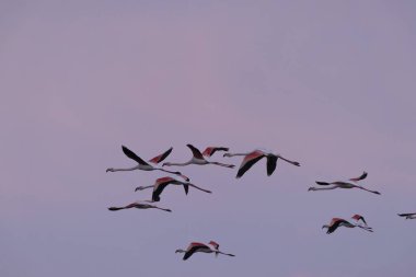 Güney Fransa, Camargue 'den Büyük Flamingo Phoenicopterus gülü