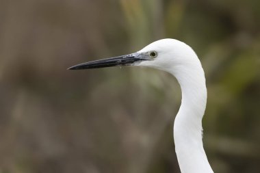 Küçük Egret Egretta Garzetta yakın görüşte.