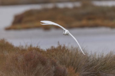 Küçük Egret Egretta Garzetta yakın görüşte.