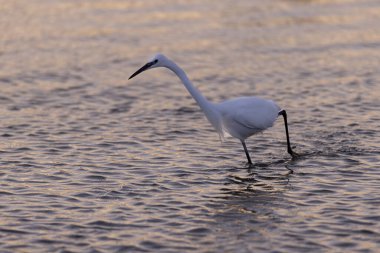 Küçük Egret Egretta Garzetta yakın görüşte.