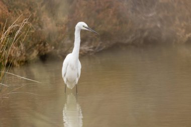 Küçük Egret Egretta Garzetta yakın görüşte.
