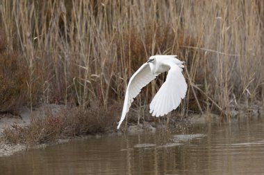 Küçük Egret Egretta Garzetta yakın görüşte.