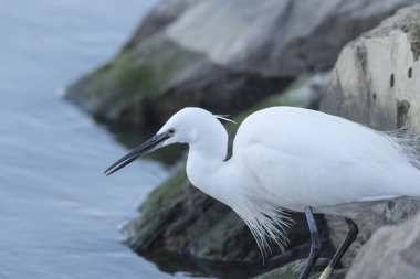 Küçük Egret Egretta Garzetta yakın görüşte.