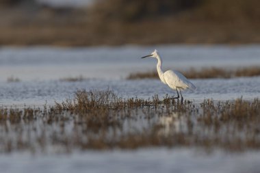 Küçük Egret Egretta Garzetta yakın görüşte.