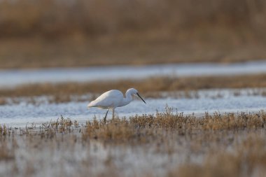 Küçük Egret Egretta Garzetta yakın görüşte.